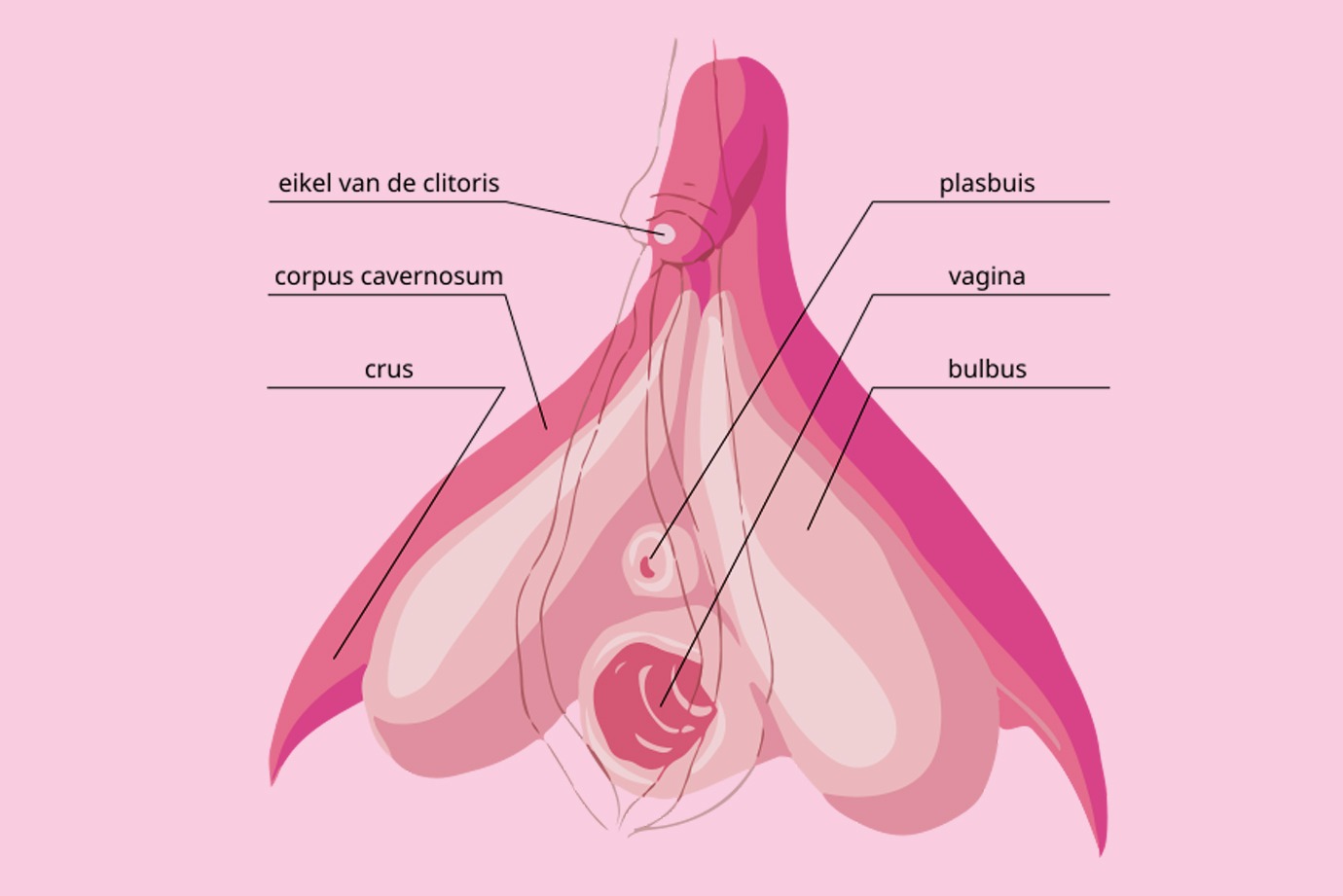 anatomie van de vagina